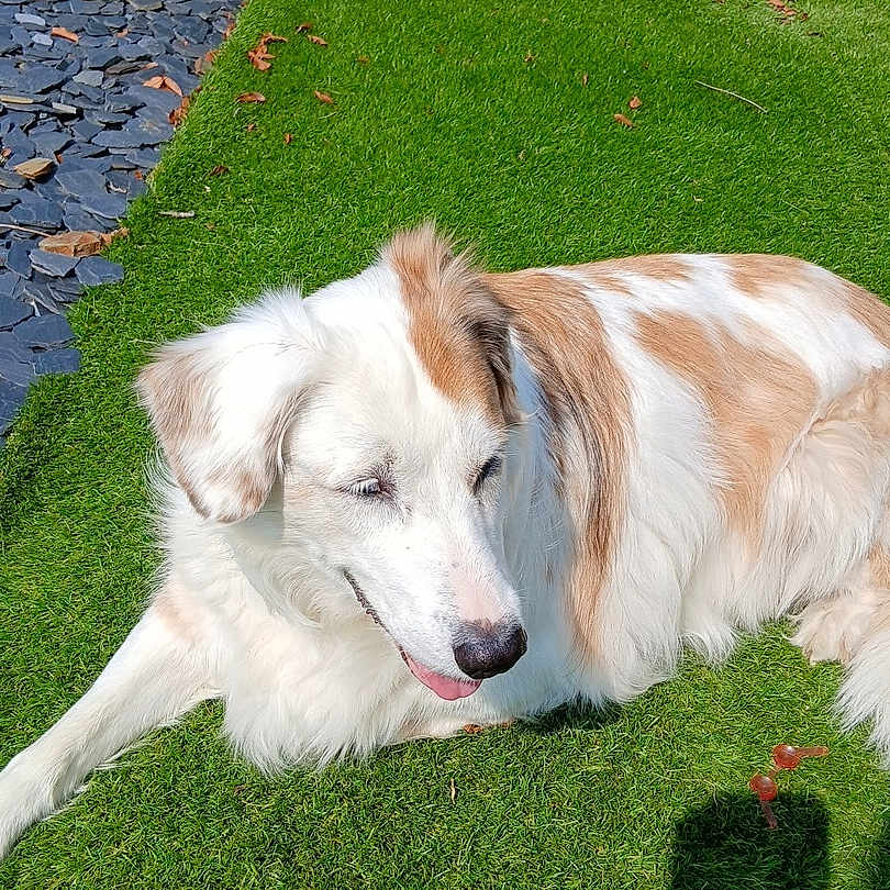 Yuna a rejoint le concours — aidez-le/la à gagner de superbes lots ! dog, fluffy_dog, white_dog, tan_dog, long_hair, lying_down, grass, garden, outdoor, sunlight, happy, smiling, tongue_out, relaxed, pet, animal, slate_path, leaves, shadow, portrait