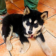 Natsu a rejoint le concours — aidez-le/la à gagner de superbes lots ! puppy, dog, black_and_cream, fluffy, husky, lying_down, sitting, pet, animal, face, ears, eyes, nose, red_collar, paws, tiled_floor, indoors, human_legs, shoes, chairs