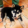 puppy, dog, black_and_cream, fluffy, husky, lying_down, sitting, pet, animal, face, ears, eyes, nose, red_collar, paws, tiled_floor, indoors, human_legs, shoes, chairs