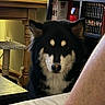 dog, canine, fluffy, black_and_tan, long_hair, face, portrait, sitting, indoors, bookshelf, books, furniture, home, library, room, carpet, table, couch, alert, adorable