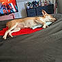 Valerie joined the competition — help win amazing prizes! bed, black_bedspread, blanket, bottle, cabinet, dachshund, decor, dog, figurines, furniture, indoor, pet, red_mat, relaxation, resting, room, sleepy, sword, television, toy
