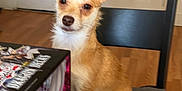 Valerie is registered to the contest to win money with this photo: animal, book, chair, companion, curious, dog, domestic, ears_up, furniture, home, indoor, paper, pet, sitting, small_dog, table, tan_dog, white_dog, white_door, wooden_floor