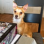 animal, book, chair, companion, curious, dog, domestic, ears_up, furniture, home, indoor, paper, pet, sitting, small_dog, table, tan_dog, white_dog, white_door, wooden_floor