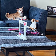 Valerie joined the competition — help win amazing prizes! brown_dog, carpet, couch, curtain, decor, dog, domestic_animal, floor, furniture, home_interior, indoor, living_room, pet, photo_frame, plush_toy, relaxing, table, toy, white_dog, wooden_floor