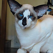 Alya participe au concours pour gagner de l'argent avec cette photo : siamese_cat, cat, blue_eyes, indoor, wooden_surface, pet, animal, feline, relaxed, portrait, domestic_cat, whiskers, ears, fur, closeup, sitting, looking, house, cozy, cute