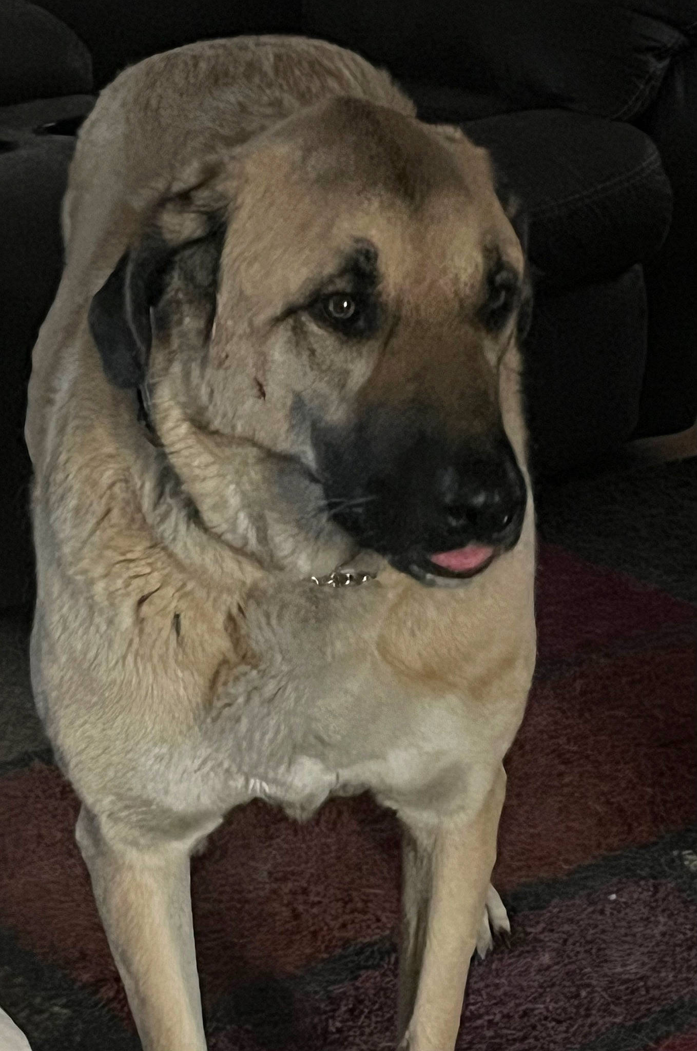 Shia is registered to the contest to win money with this photo: ancient_dog_breeds, canidae, carnivore, collar, companion_dog, dog, dog_breed, dog_collar, fawn, fur, non_sporting_group, pet_supply, sleeper_chair, snout, sporting_group, whiskers, working_animal, working_dog, wrinkle