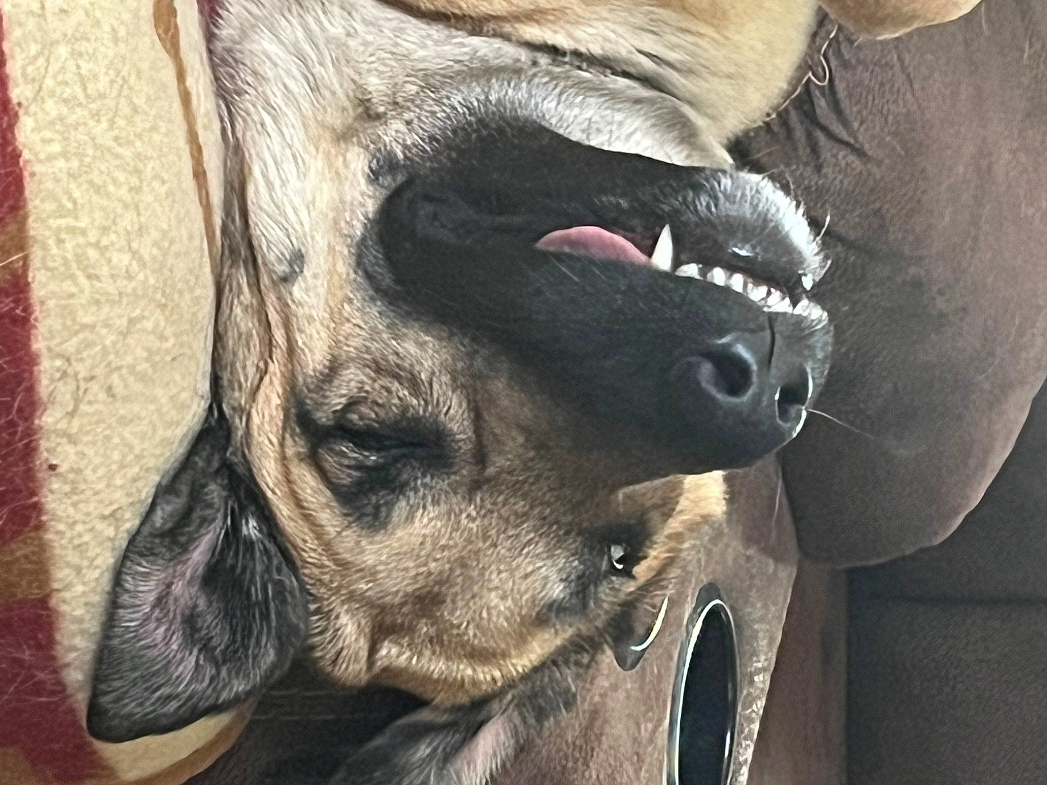 Shia joined the competition — help win amazing prizes! carnivore, collar, companion_dog, dog, dog_breed, ear, eye, eyelash, fawn, head, jaw, liver, nose, pet_supply, snout, sporting_group, terrestrial_animal, whiskers, working_animal, wrinkle