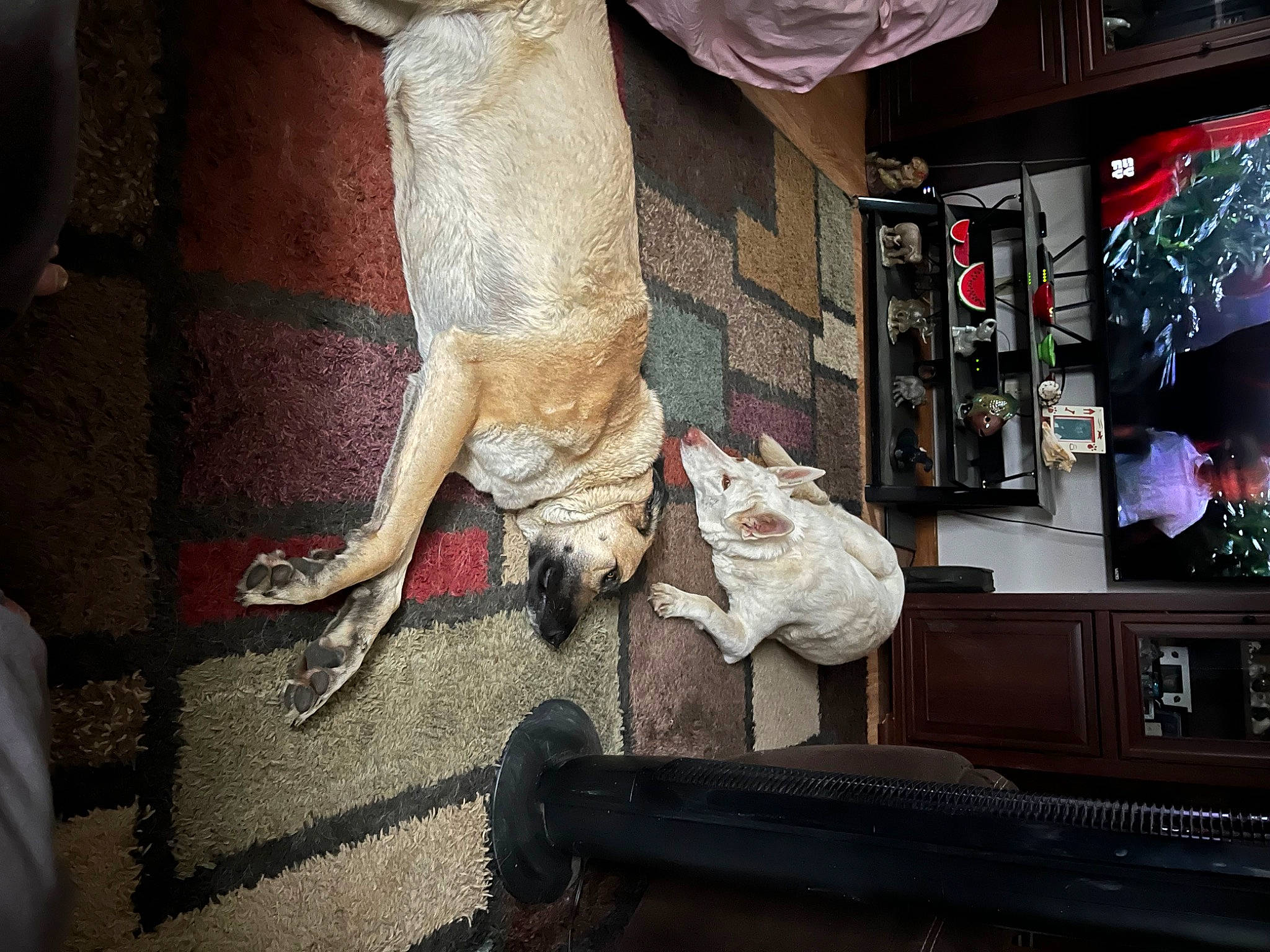 Shia joined the competition — help win amazing prizes! canidae, carnivore, companion_dog, dog_breed, fawn, felidae, flooring, foot, fur, human_leg, living_room, room, small_to_medium_sized_cats, sporting_group, street, tail, television, television_set, whiskers, wood