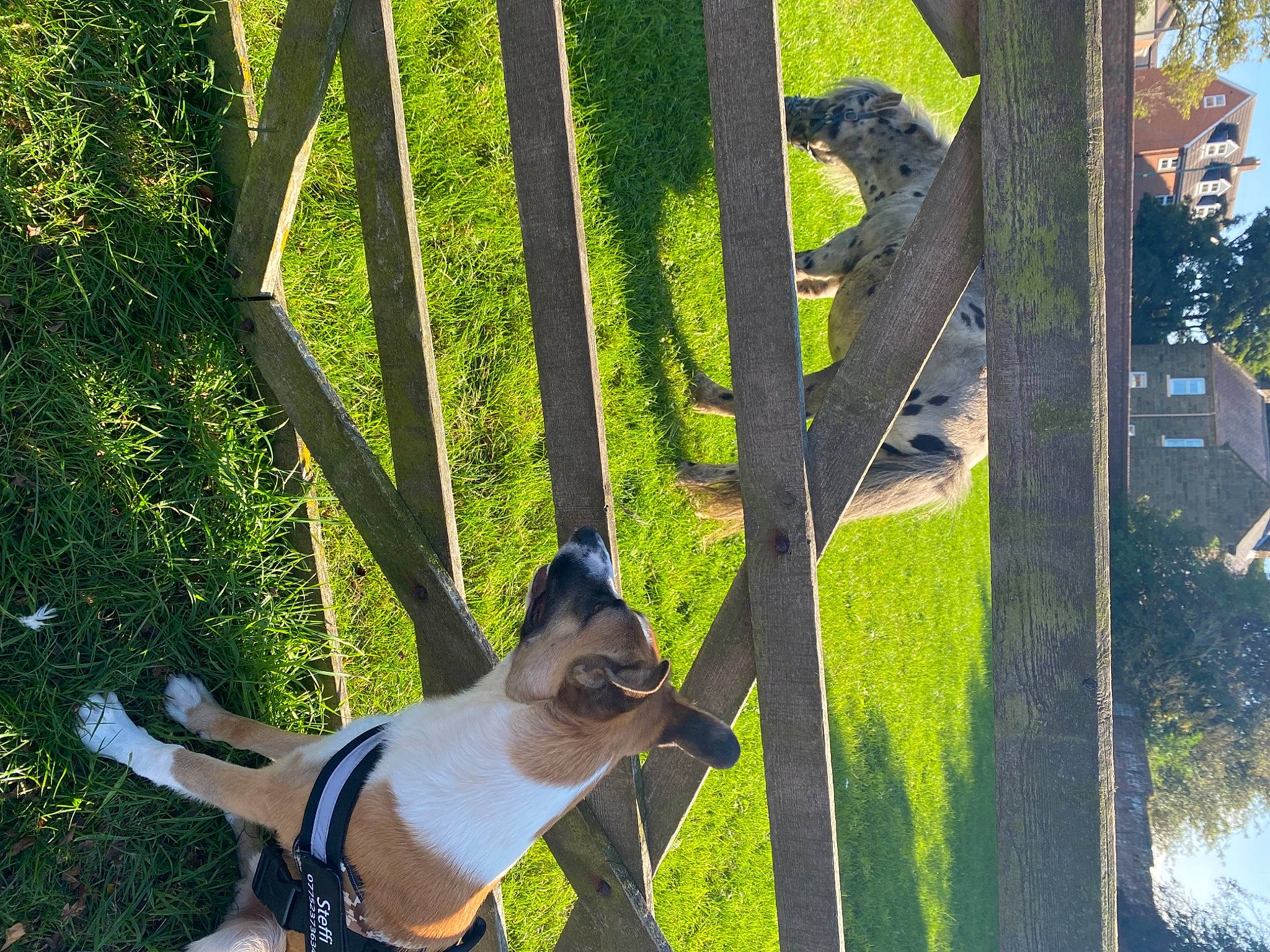 Steffi is registered to the contest to win money with this photo: botany, carnivore, companion_dog, dog, dog_breed, fawn, grass, grass_family, green, lawn, leaf, leisure, nature, plant, shade, sunglasses, tail, thigh, tree, trunk