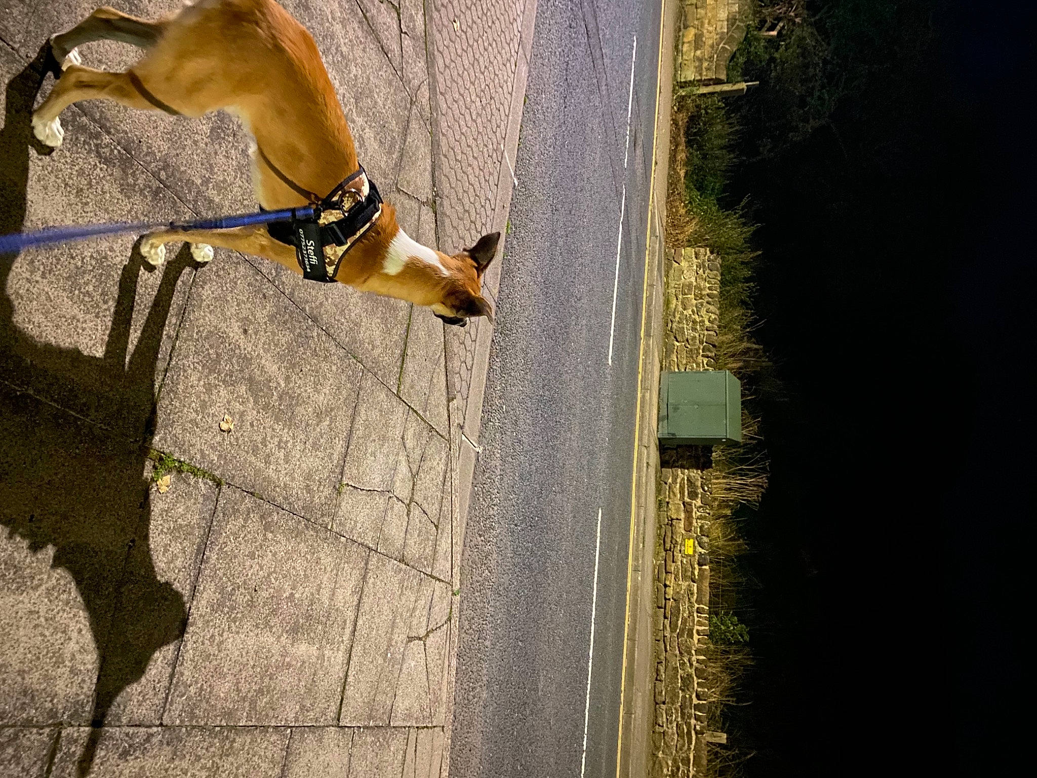 Steffi joined the competition — help win amazing prizes! art, carnivore, collar, companion_dog, dog, dog_breed, dog_collar, fawn, leash, plant, road_surface, shadow, sidewalk, snout, sporting_group, street_light, tail, terrestrial_animal, tints_and_shades, wood