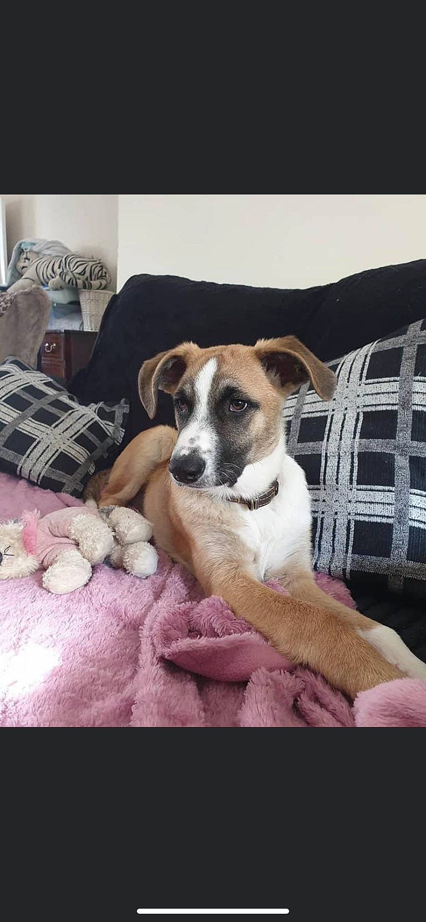 Steffi joined the competition — help win amazing prizes! blanket, carnivore, chair, collar, comfort, companion_dog, couch, dog, dog_breed, fur, linens, living_room, pattern, paw, pillow, plaid, tartan, terrier, throw_pillow, whiskers