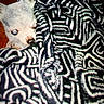Mouse is registered to the contest to win money with this photo: bed, black_and_white, blanket, cat, closed_eyes, cozy, ears, feline, indoors, nose, patterned_blanket, pet, photograph, relaxed, resting, sleeping, soft_fabric, whiskers, white_cat, zebra_print