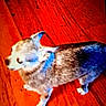 animal, blue_eyes, blurred, brown_fur, cat, colorful, feline, indoor, low_light, lying_down, paws, pet, photograph, red_background, relaxed, sleeping, striped_fur, whiskers, white_fur, wooden_floor