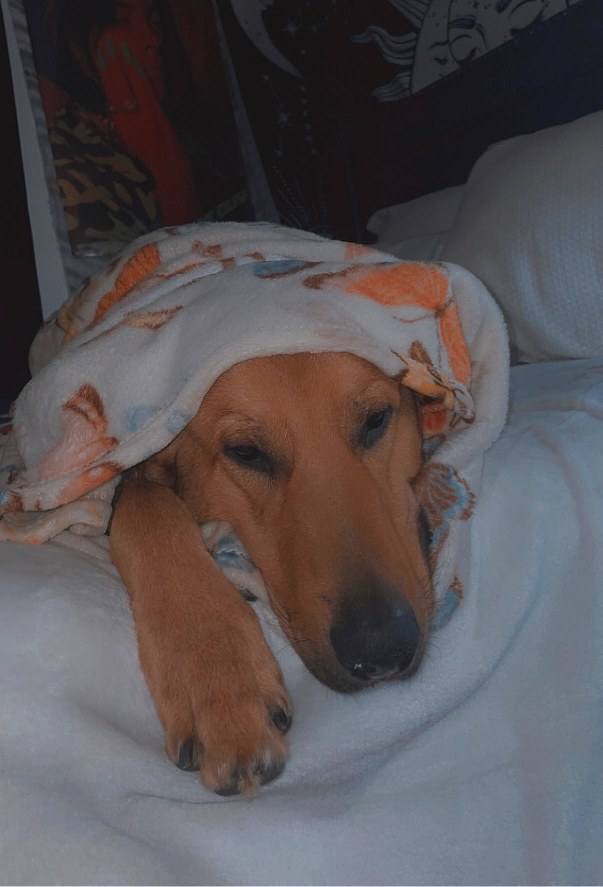 Max is registered to the contest to win money with this photo: carnivore, comfort, companion_dog, dog, dog_breed, ear, fawn, fur, hound, paw, puppy, scent_hound, sporting_group, whiskers, working_animal