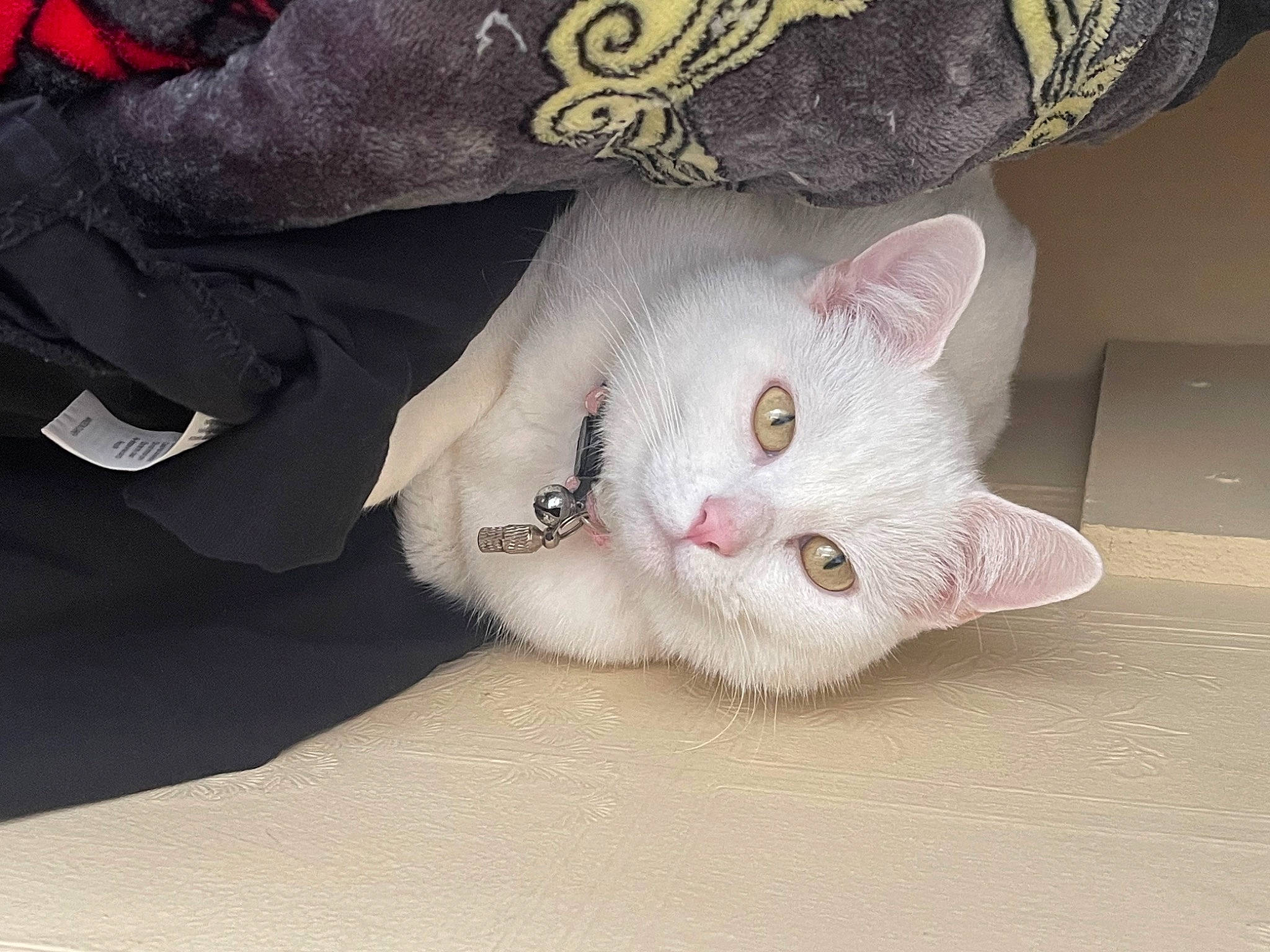 Minnie joined the competition — help win amazing prizes! carnivore, cat, claw, comfort, domestic_short_haired_cat, fawn, felidae, fur, pattern, paw, small_to_medium_sized_cats, snout, tail, whiskers