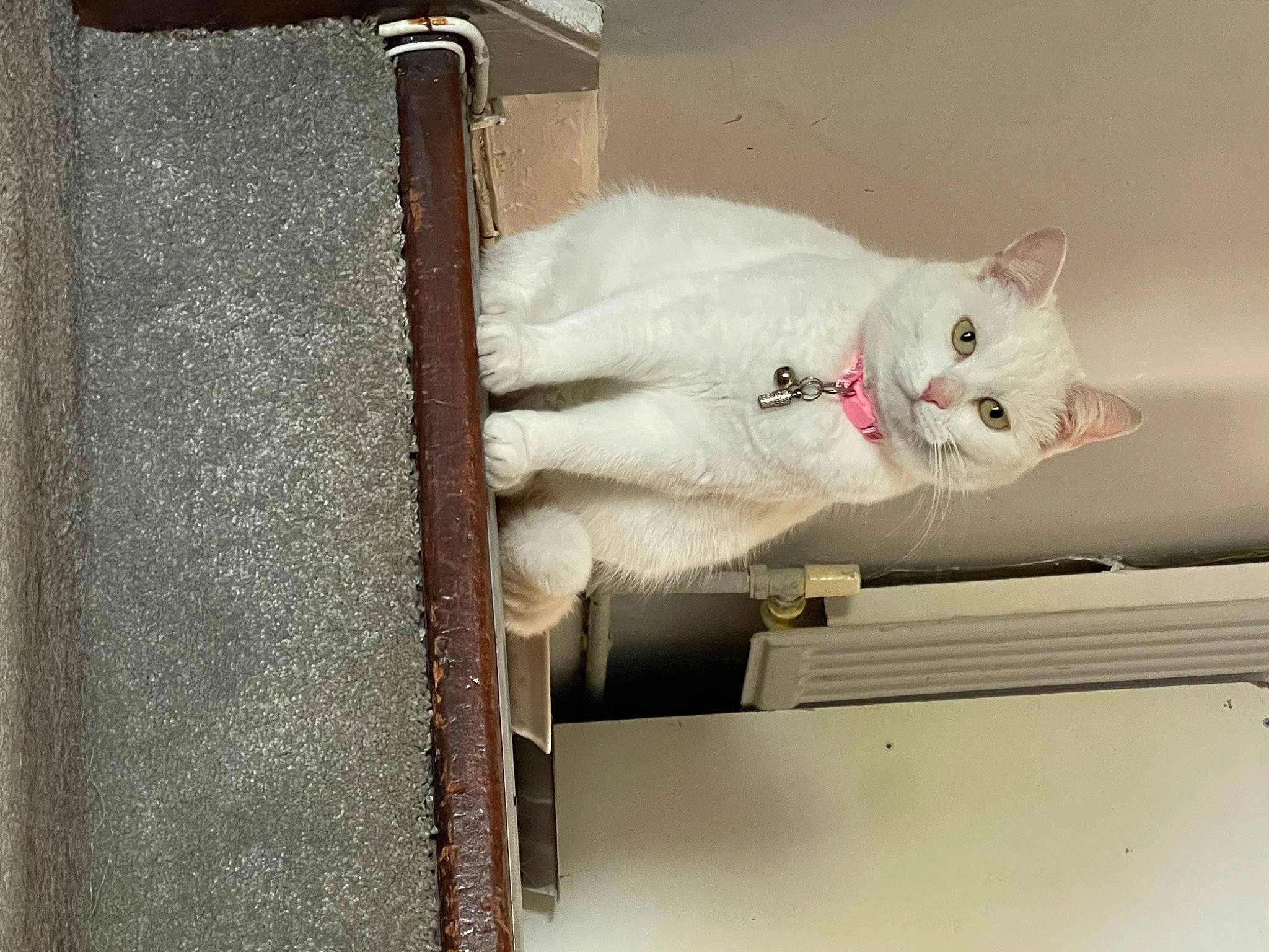 Minnie joined the competition — help win amazing prizes! carnivore, cat, domestic_short_haired_cat, door, felidae, fixture, fur, metal, plaster, rectangle, room, small_to_medium_sized_cats, tail, whiskers, wood