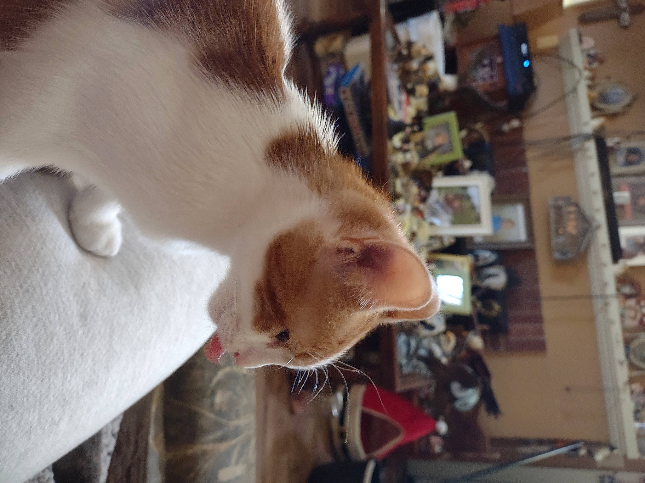 Pumpkin is registered to the contest to win money with this photo: canidae, carnivore, cat, claw, collar, companion_dog, dog_breed, domestic_short_haired_cat, ear, fawn, felidae, fur, paw, small_to_medium_sized_cats, snout, sporting_group, tail, thai, whiskers