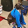 dog, blue_shirt, carpet, indoor, pet, clothing, animal, sitting, household, container, shoe, fabric, floor, tail, paw, doorway, storage, casual, relaxed, curious