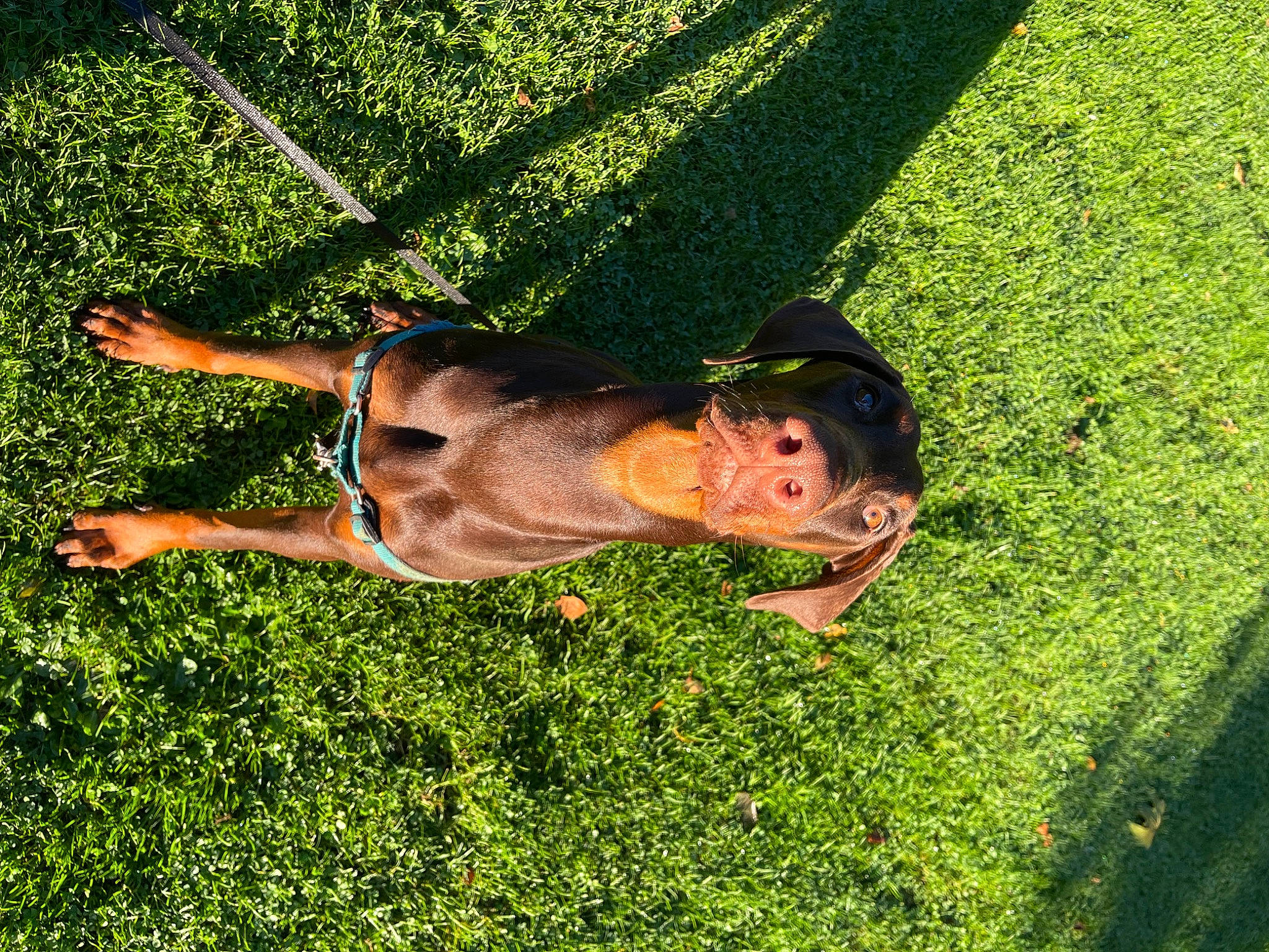 Canella participe au concours pour gagner de l'argent avec cette photo : botany, eyewear, fun, grass, grass_family, grassland, green, happy, lawn, leaf, leisure, meadow, natural_environment, people_in_nature, plant, shrub, sunglasses, sunlight, tints_and_shades, tree