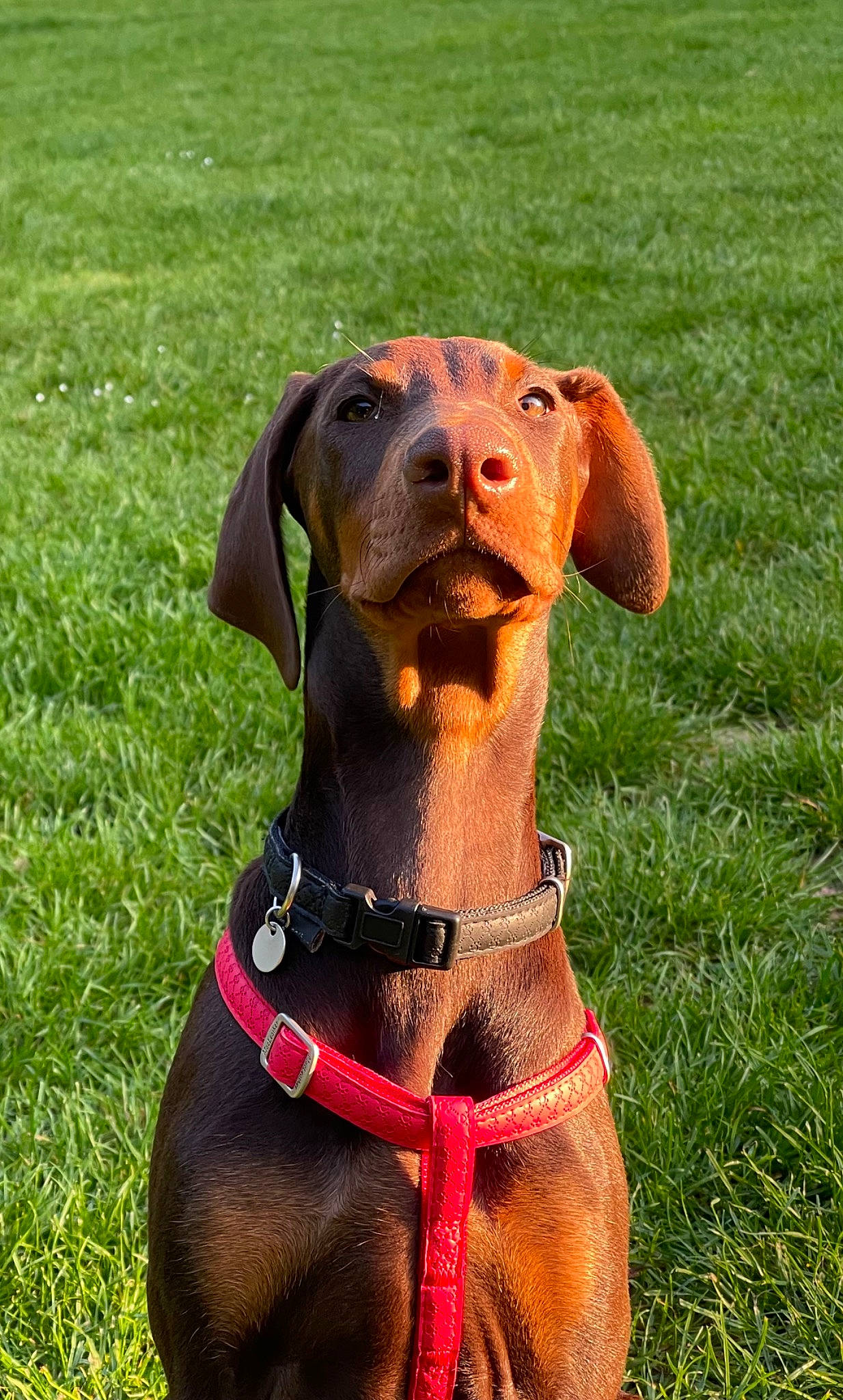 Canella participe au concours pour gagner de l'argent avec cette photo : carnivore, collar, companion_dog, dog, dog_breed, dog_collar, dog_supply, fawn, grass, grassland, guard_dog, gun_dog, hound, hunting_dog, liver, pet_supply, prairie, sporting_group, working_animal, working_dog