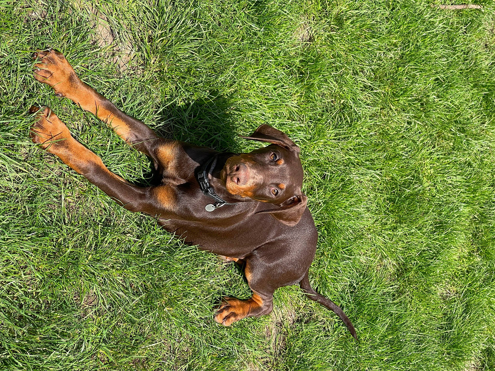 Canella participe au concours pour gagner de l'argent avec cette photo : amphibian, bat, canidae, companion_dog, dog_breed, fawn, grass, grassland, groundcover, liver, metal, paw, recreation, snout, sporting_group, tail, terrestrial_animal, wildlife, wood, working_animal