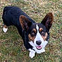 dog, tricolor, corgi, ears, grass, outdoor, pet, animal, smiling, happy, looking_up, fur, canine, nature, muzzle, playful, cute, friendly, ground, daylight