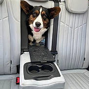 Ouba a rejoint le concours — aidez-le/la à gagner de superbes lots ! dog, car_interior, back_seat, leather_seat, center_armrest, cup_holder, seatbelt, pet, tongue_out, happy, ears_up, window, daylight, vehicle, transportation, smiling_dog, tricolor, medium_sized_dog, fur, canine