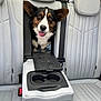 dog, car_interior, back_seat, leather_seat, center_armrest, cup_holder, seatbelt, pet, tongue_out, happy, ears_up, window, daylight, vehicle, transportation, smiling_dog, tricolor, medium_sized_dog, fur, canine
