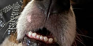 Ouba participe au concours pour gagner de l'argent avec cette photo : dog, snout, teeth, close_up, canine, pet, whiskers, fur, black_nose, mouth, indoor, animal, cute, funny, portrait, domestic, relaxed, expression, closeup, background_blur