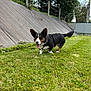 dog, corgi, grass, outdoor, pet, animal, tongue_out, ears_up, happy, nature, greenery, trees, fence, concrete_wall, leash, daylight, mammal, canine, playful, suburban