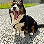 dog, yawning, outdoor, gravel, sunlight, happy, pet, canine, sitting, nature, animal, black, white, brown, daylight, closeup, fur, ears, tongue, teeth