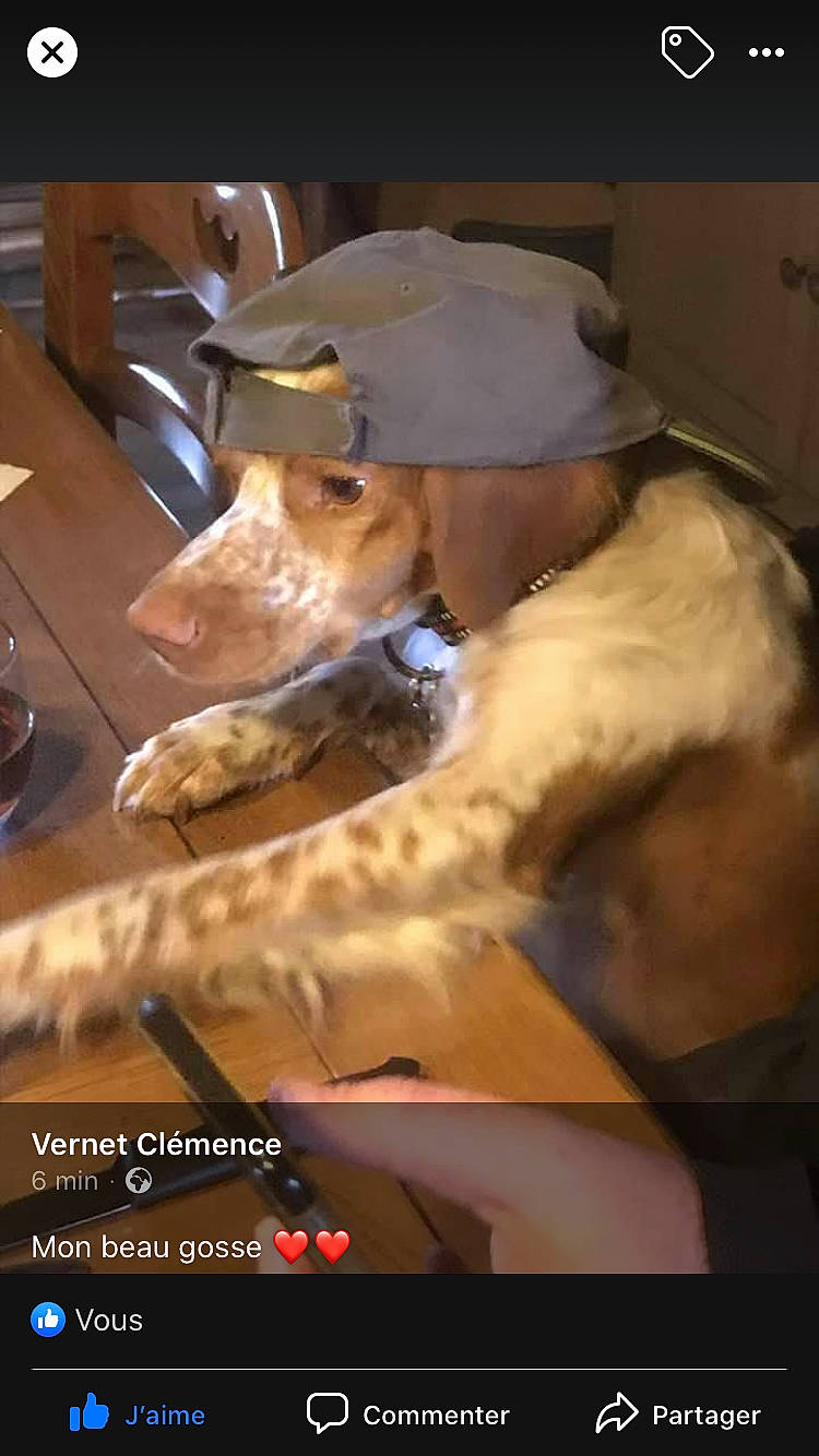 Opium a rejoint le concours — aidez-le/la à gagner de superbes lots ! baseball_cap, cap, carnivore, comfort, companion_dog, dog, dog_breed, fawn, fedora, felidae, fur, hat, human_leg, plate, small_to_medium_sized_cats, sporting_group, sun_hat, tableware, whiskers, working_animal