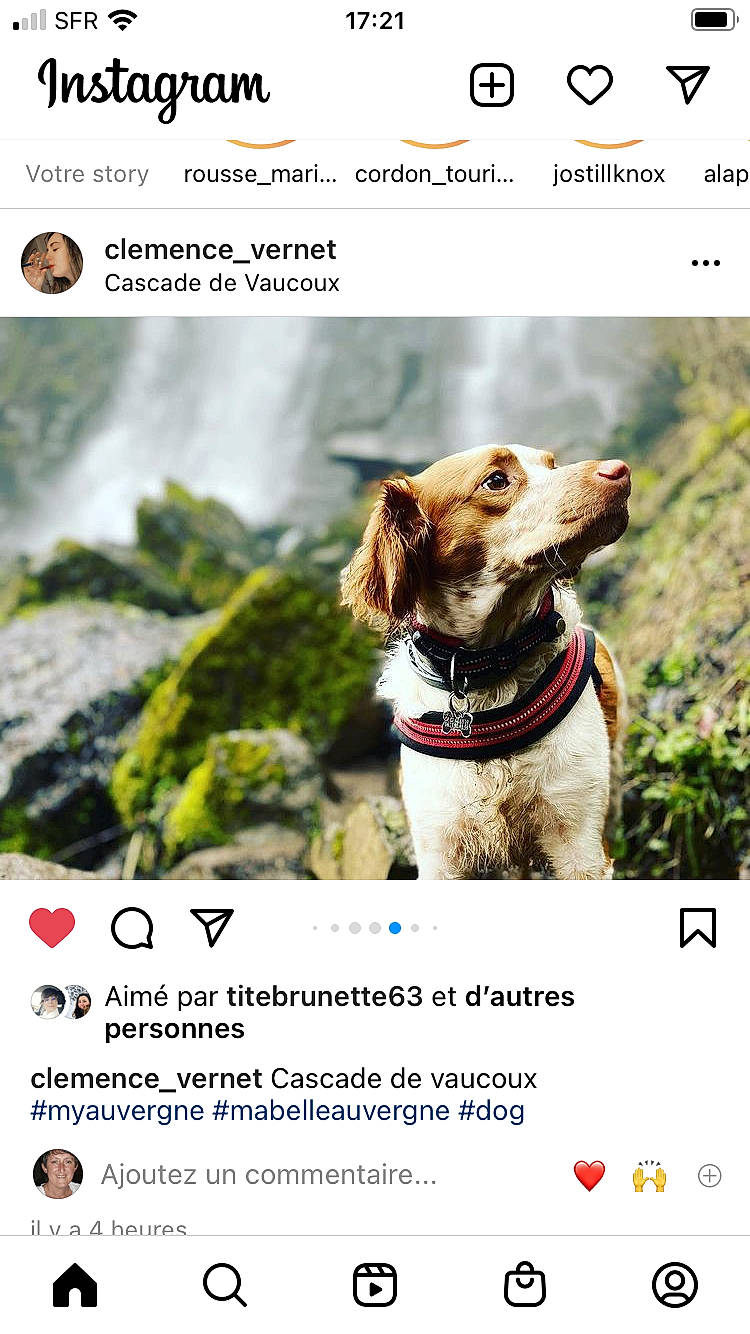 Opium a rejoint le concours — aidez-le/la à gagner de superbes lots ! adventure, advertising, brand, carnivore, collar, companion_dog, dog, dog_breed, dog_supply, font, happy, landscape, logo, natural_landscape, photo_caption, plant, screenshot, stock_photography, terrestrial_plant, travel