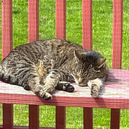 Cinder joined the competition — help win amazing prizes! animal, bench, cat, closeup, daytime, feline, fur, grass, nature, outdoor, paw, peaceful, pet, relaxing, resting, sleeping, sunlight, tabby, whiskers, wooden_bench