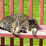 animal, bench, cat, closeup, daytime, feline, fur, grass, nature, outdoor, paw, peaceful, pet, relaxing, resting, sleeping, sunlight, tabby, whiskers, wooden_bench
