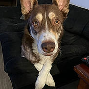 Axel is registered to the contest to win money with this photo: dog, canine, pet, brown_and_white, sitting, couch, sofa, indoor, portrait, paws_crossed, ears_up, attentive, close_up, big_eyes, nose, fur, whiskers, living_room, remote_control, wood_floor