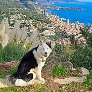 Tarak a rejoint le concours — aidez-le/la à gagner de superbes lots ! dog, husky, blue_eyes, grass, hilltop, mountains, cityscape, buildings, coast, water, sky, clouds, nature, outdoor, sunny, smiling_dog, plants, rocks, scenic, landscape