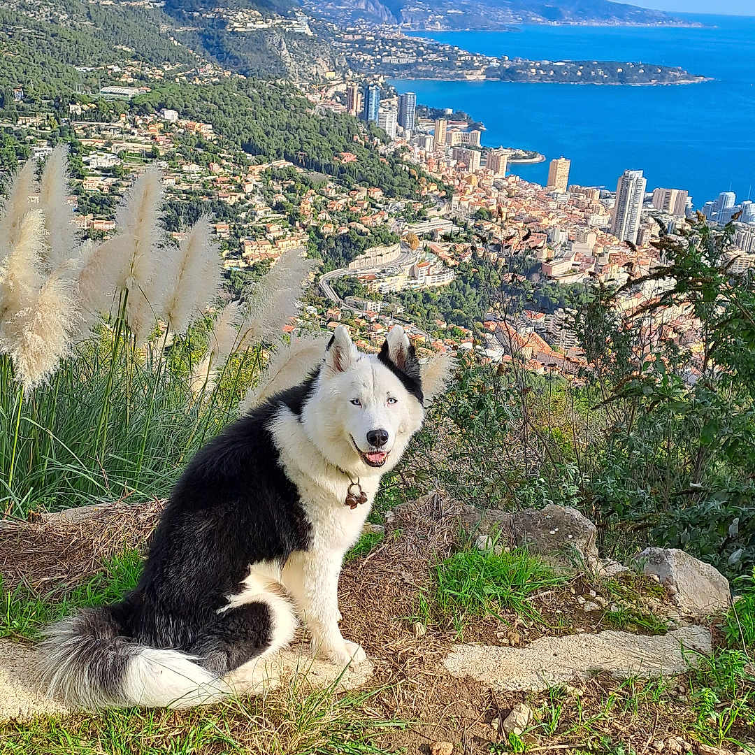 Tarak a rejoint le concours — aidez-le/la à gagner de superbes lots ! blue_eyes, buildings, cityscape, clouds, coast, dog, grass, hilltop, husky, landscape, mountains, nature, outdoor, plants, rocks, scenic, sky, smiling_dog, sunny, water