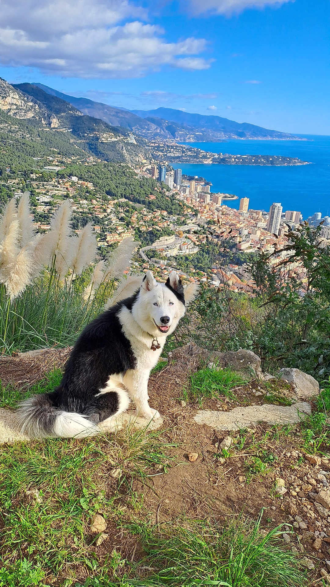 Tarak a rejoint le concours — aidez-le/la à gagner de superbes lots ! dog, husky, blue_eyes, grass, hilltop, mountains, cityscape, buildings, coast, water, sky, clouds, nature, outdoor, sunny, smiling_dog, plants, rocks, scenic, landscape