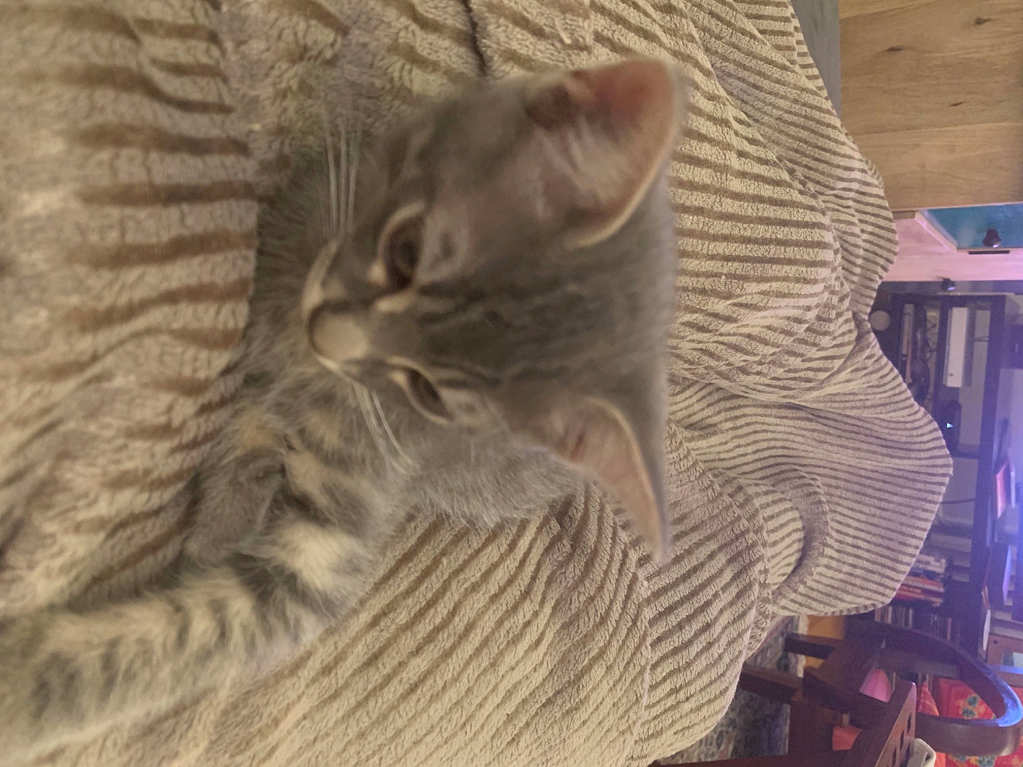 Scapin a rejoint le concours — aidez-le/la à gagner de superbes lots ! carnivore, cat, claw, comfort, domestic_short_haired_cat, fawn, felidae, fur, grey, pattern, paw, sitting, small_to_medium_sized_cats, snout, tail, whiskers, wood