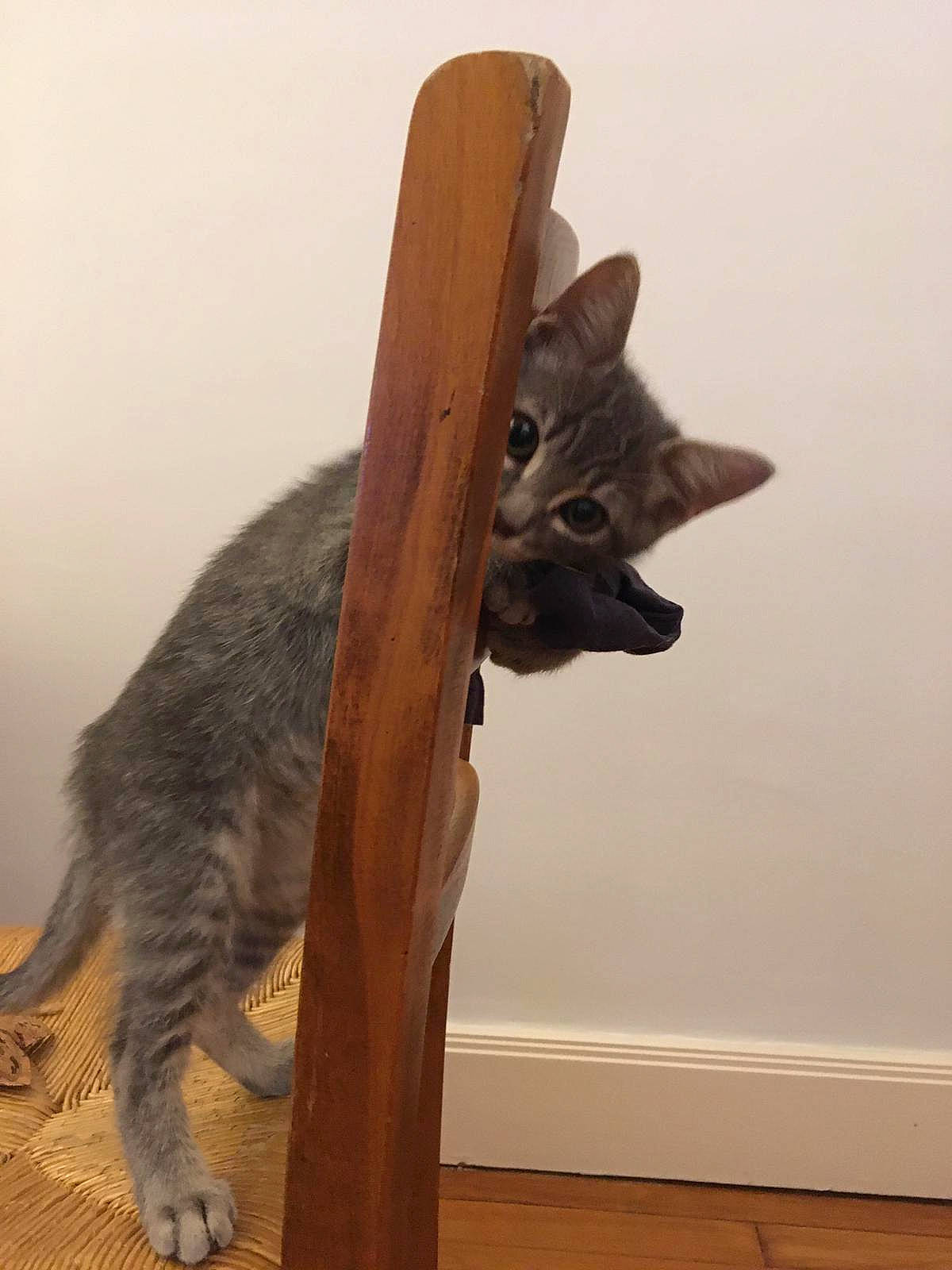 Scapin participe au concours pour gagner de l'argent avec cette photo : black_cat, carnivore, cat, cat_supply, cat_toy, claw, domestic_short_haired_cat, felidae, flooring, fur, grey, hardwood, laminate_flooring, sculpture, small_to_medium_sized_cats, tail, whiskers, wood, wood_flooring, wood_stain