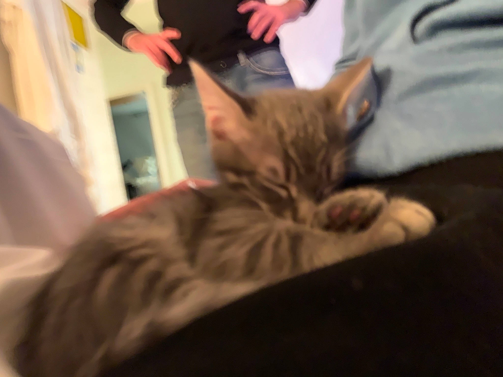 Scapin a rejoint le concours — aidez-le/la à gagner de superbes lots ! bed, canidae, carnivore, cat, claw, comfort, domestic_short_haired_cat, fawn, felidae, fur, gesture, human_leg, jaw, nap, paw, sitting, small_to_medium_sized_cats, t_shirt, tail, whiskers