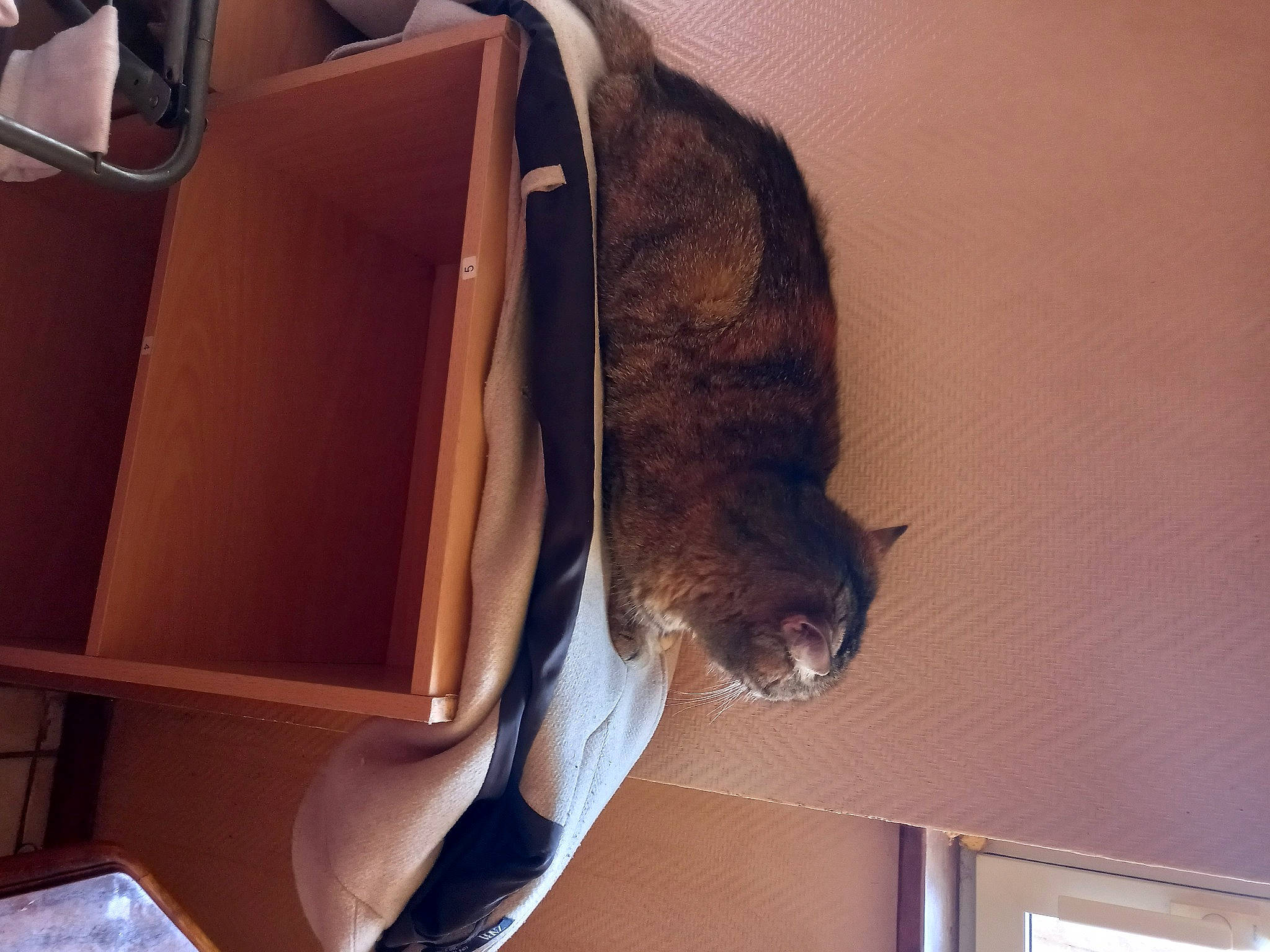 Grisette participe au concours pour gagner de l'argent avec cette photo : audio_equipment, box, brown, cardboard, carnivore, carton, cat, comfort, domestic_short_haired_cat, felidae, fur, hardwood, paper_product, room, shipping_box, small_to_medium_sized_cats, tail, whiskers, window, wood