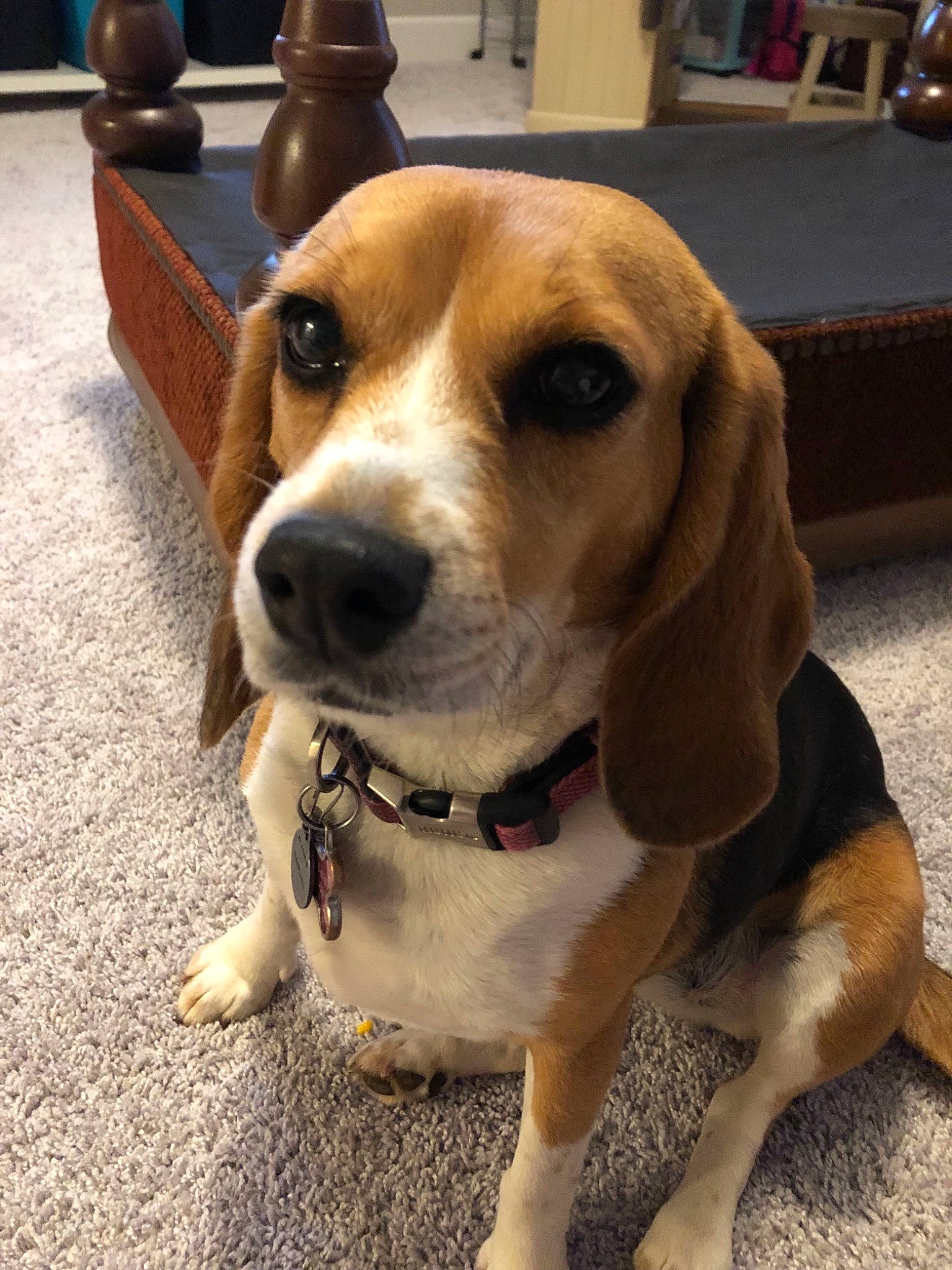 Dandelion is registered to the contest to win money with this photo: american_foxhound, basset_artesien_normand, beagador, beagle, beagle_harrier, canidae, carnivore, companion_dog, coonhound, dog, dog_breed, finnish_hound, harrier, hound, mammal, pocket_beagle, rare_breed_dog, snout, treeing_walker_coonhound, vertebrate