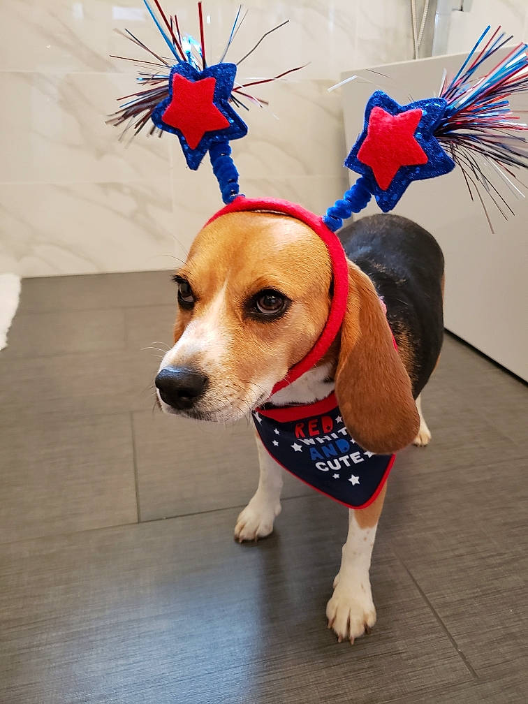 Dandelion joined the competition — help win amazing prizes! beagle, canidae, carnivore, companion_dog, costume, dog, dog_breed, dog_clothes, fashion_accessory, fawn, fur, harrier, leash, paw, puppy, snout