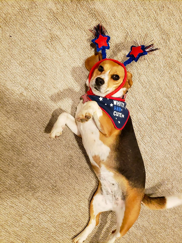 Dandelion is registered to the contest to win money with this photo: beagle, canidae, carnivore, dog, dog_breed, dog_clothes, dog_toy, fawn, leash, paw, puppy, rat_terrier, tail