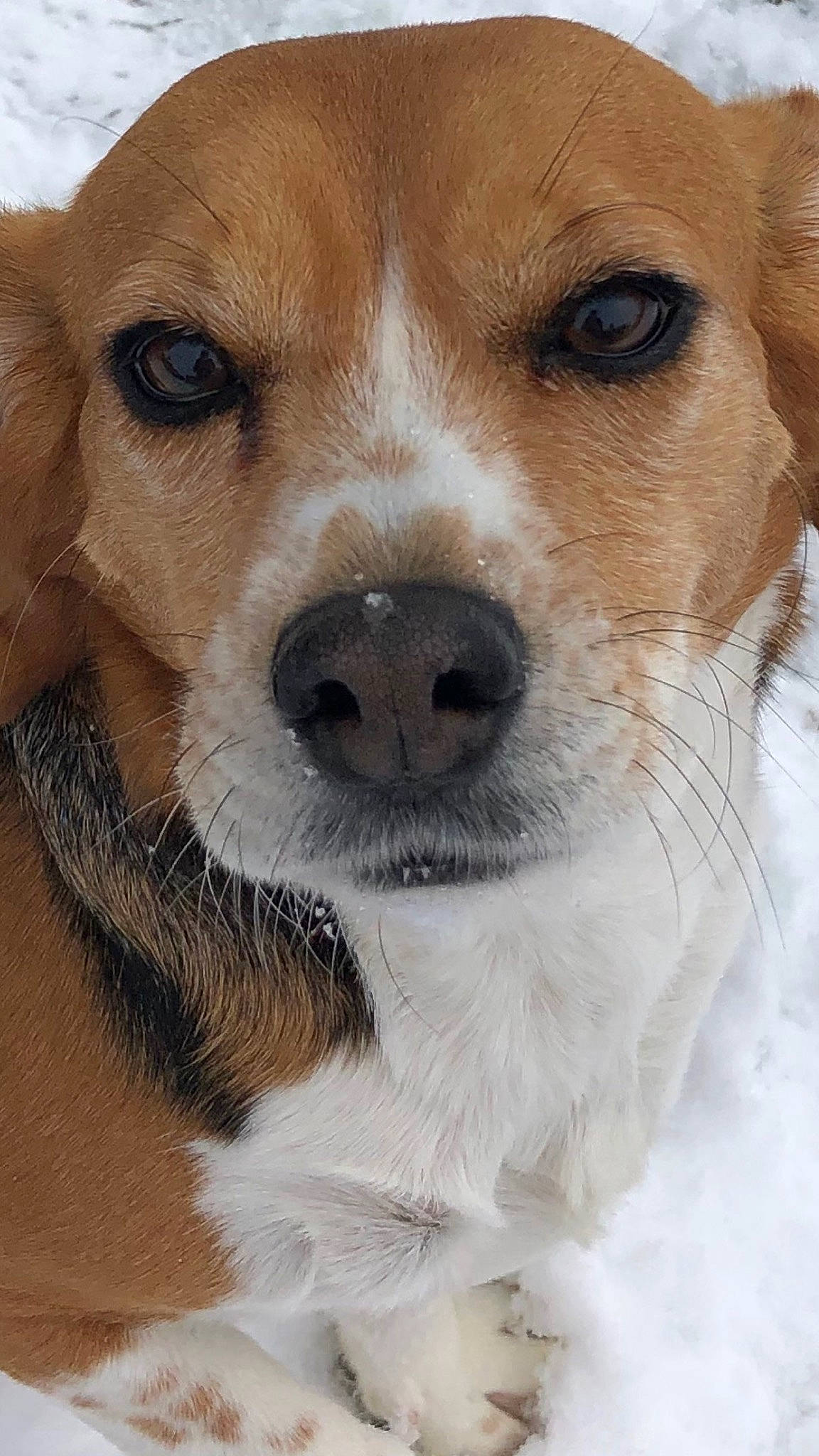 Dandelion is registered to the contest to win money with this photo: ancient_dog_breeds, austrian_pinscher, beagle, canidae, carnivore, companion_dog, dog, dog_breed, fawn, harrier, kromfohrlander, mammal, nose, puppy, rare_breed_dog, russell_terrier, snout, sporting_group, vertebrate, whiskers