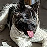 Taïko a rejoint le concours — aidez-le/la à gagner de superbes lots ! akita, animal, canine, close_up, dog, ears, floor, fur, happy, indoor, laying_down, mammal, nose, pet, portrait, relaxed, sunlight, tile, tongue_out, whiskers