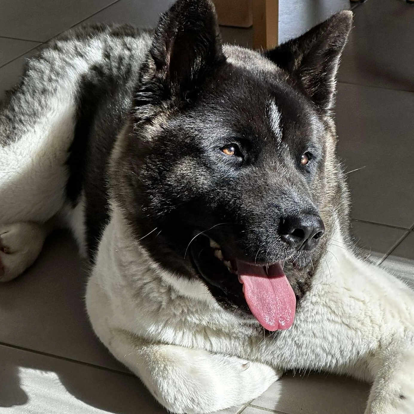 Taïko a rejoint le concours — aidez-le/la à gagner de superbes lots ! akita, animal, canine, close_up, dog, ears, floor, fur, happy, indoor, laying_down, mammal, nose, pet, portrait, relaxed, sunlight, tile, tongue_out, whiskers