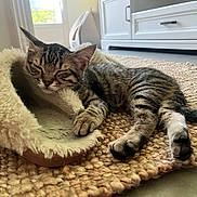 Anita a rejoint le concours — aidez-le/la à gagner de superbes lots ! animal, cat, cozy, cute, fur, furniture, home, household, indoor, kitten, natural_light, paw, pet, relaxing, resting, rug, sleeping, slipper, tabby, window